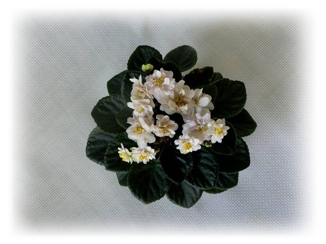 Jolly Moon Flower..jpg