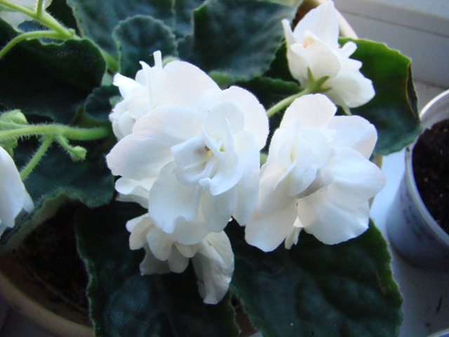 DSC01677.1.JPG