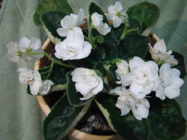 DSC01650.1.JPG