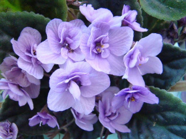 DSC01680.1.JPG
