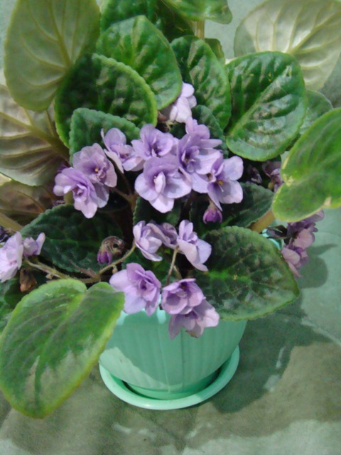 DSC01654.1.JPG