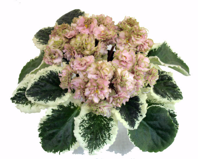 1 место   Ma's Corsage (Robinson) коллекционер  М.Шевич