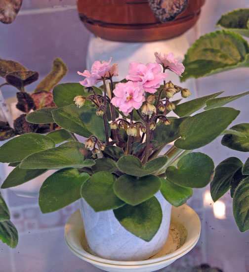 Old Fashion Rose из коллекции Калгиных