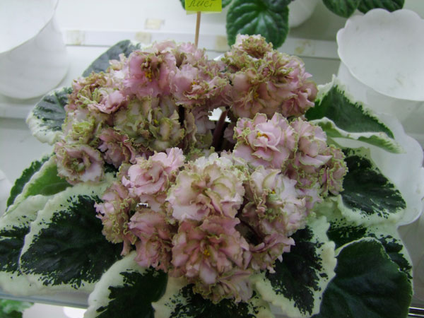 Ma's-Corsage(Шевич).jpg