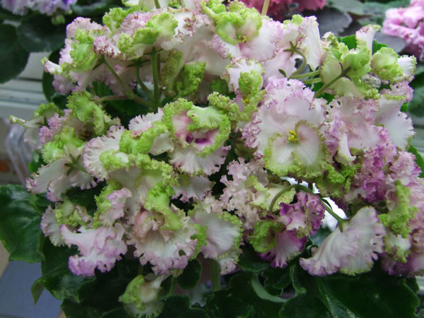 ЛЕ-Зелёная-Роза(Шевич).jpg