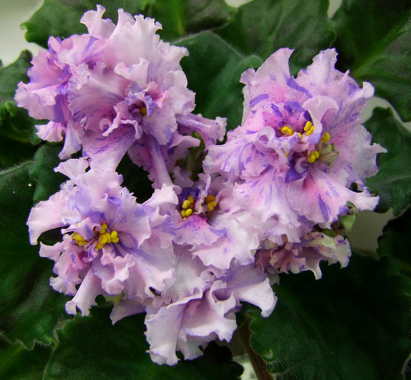 ЛЕ-Перо-Павлина(Данилина).jpg