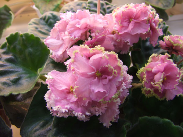 ЛЕ-Комплимент(Галицкая).jpg