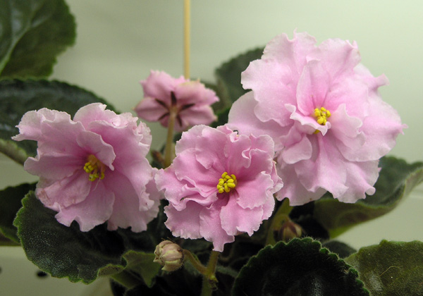 Southern Delight (Lyndon Lyon Greenhouses/Sorano), колл. Неволина.