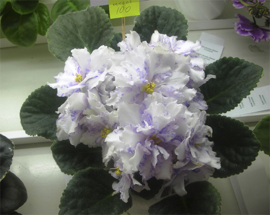 neptunes_jewels_galickaya.jpg