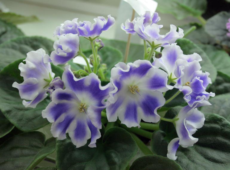 РС-РОСИНКА
