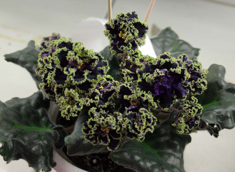 PURPLE PASSION