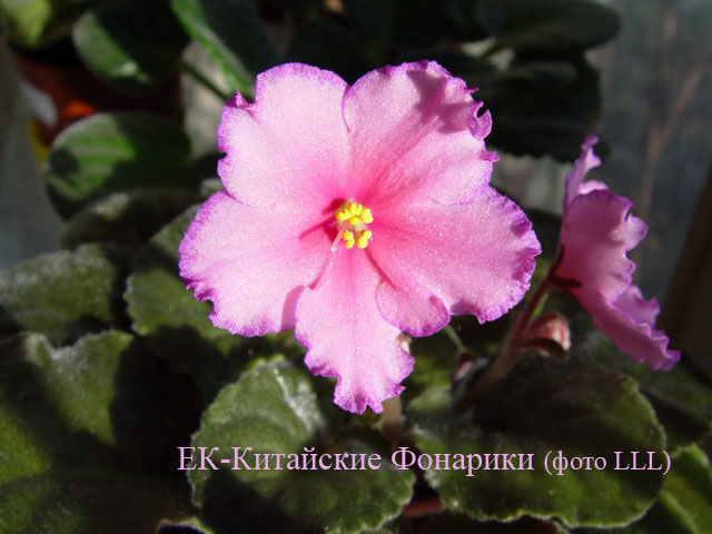 ЕК-Китайские Фонарики.jpg
