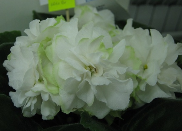 Кузина Spring Rose.JPG