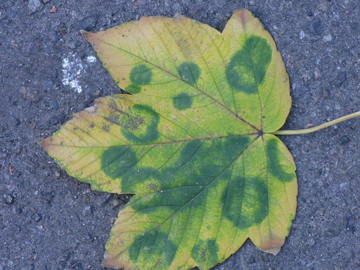 IMG_04552.jpg