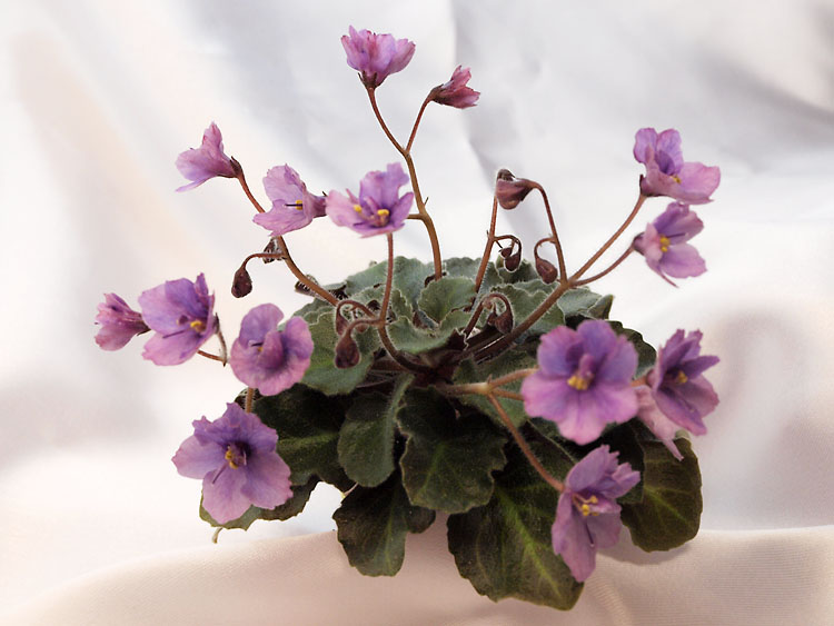 Imp's Fairy Berry.jpg
