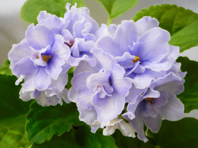 Blue Victoria