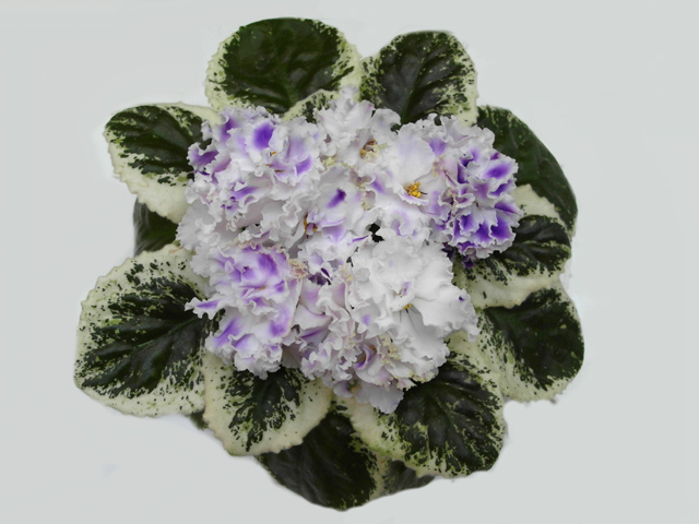 Летние Сумерки (Морев)