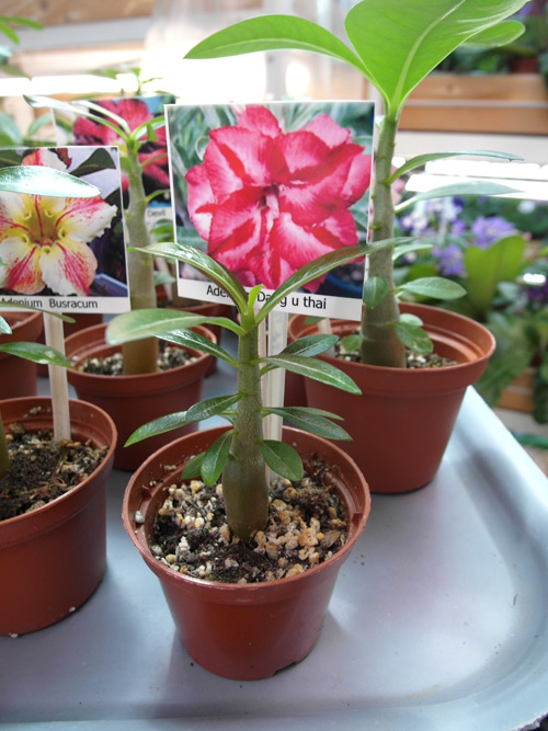 Adenium1.jpg