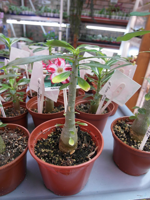 Adenium2.jpg