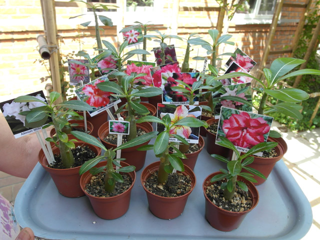 Adenium3.jpg