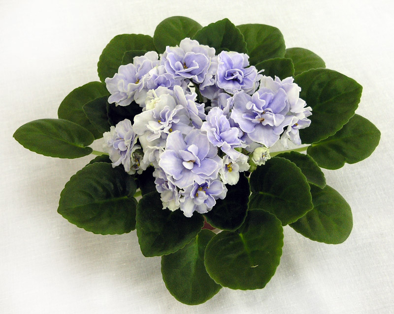 3 место – Blue Victoria (Volkmann), колл. Н. Дорофеев