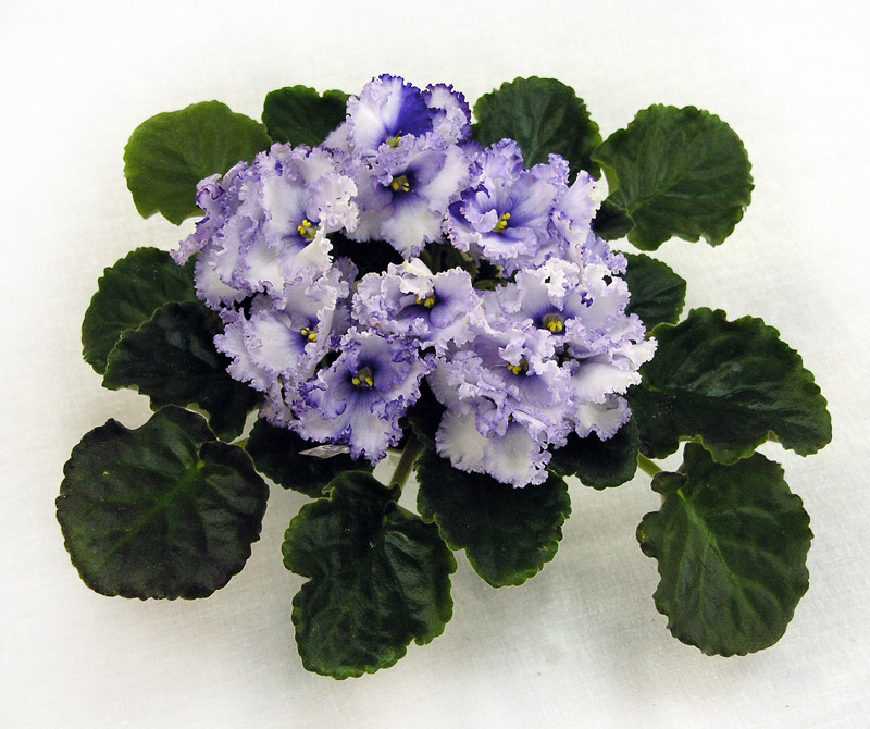 2 место – Crystal Plum (F. Tinari), колл. Л. Тельных