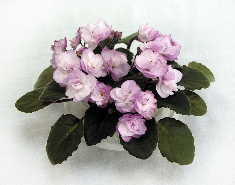3 место – Ness' Satin Rose (D. Ness), колл. И. Четверикова