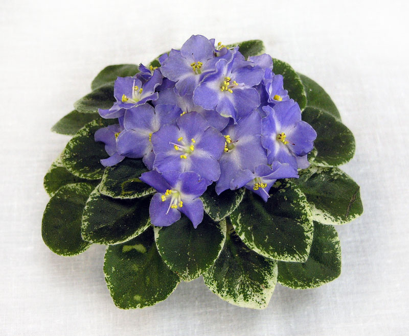 2 место – Shirl's Hawaiian Lei (S. Sanders), колл.Л. Тельных