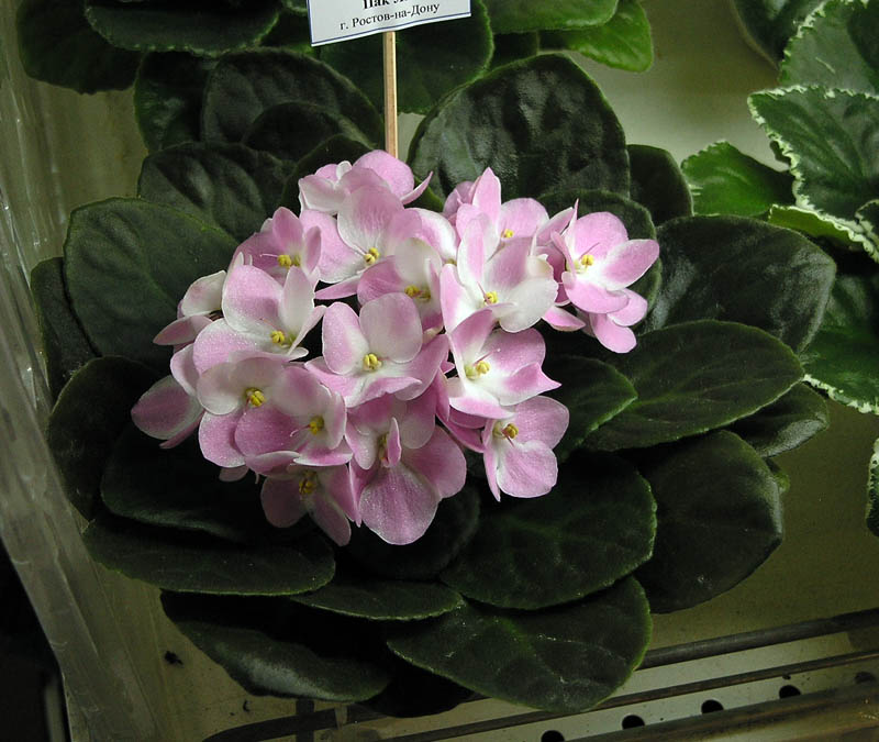 Rhapsodie Rosalie