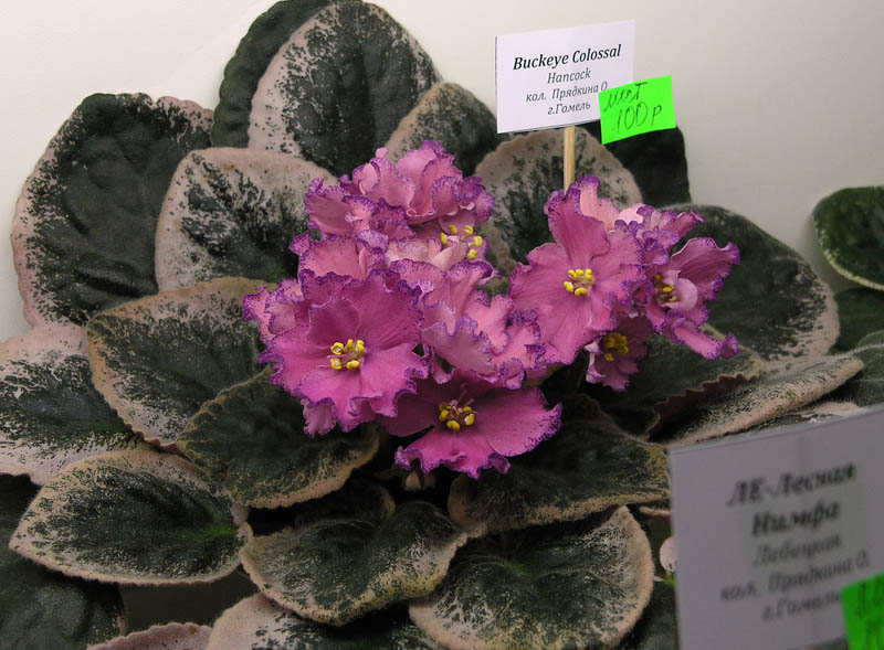 Buckeye Colossal