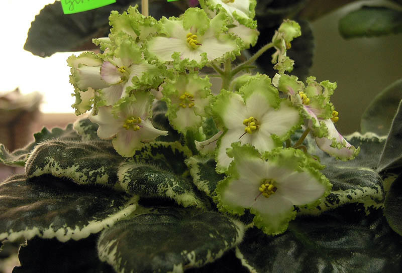 Buckeye Irish Lace