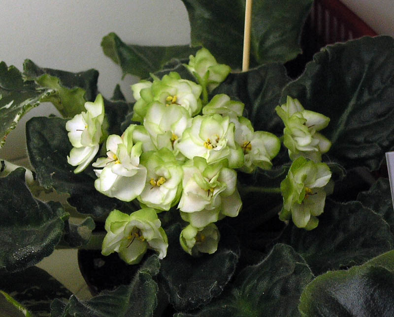 ЛЕ-Купава
