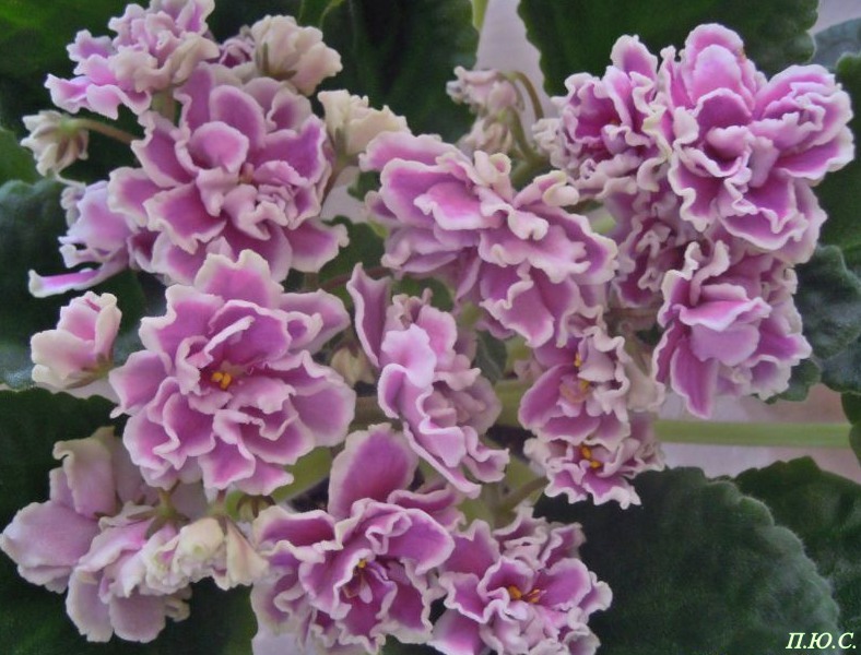 ЛЕ-Танцовщица.JPG