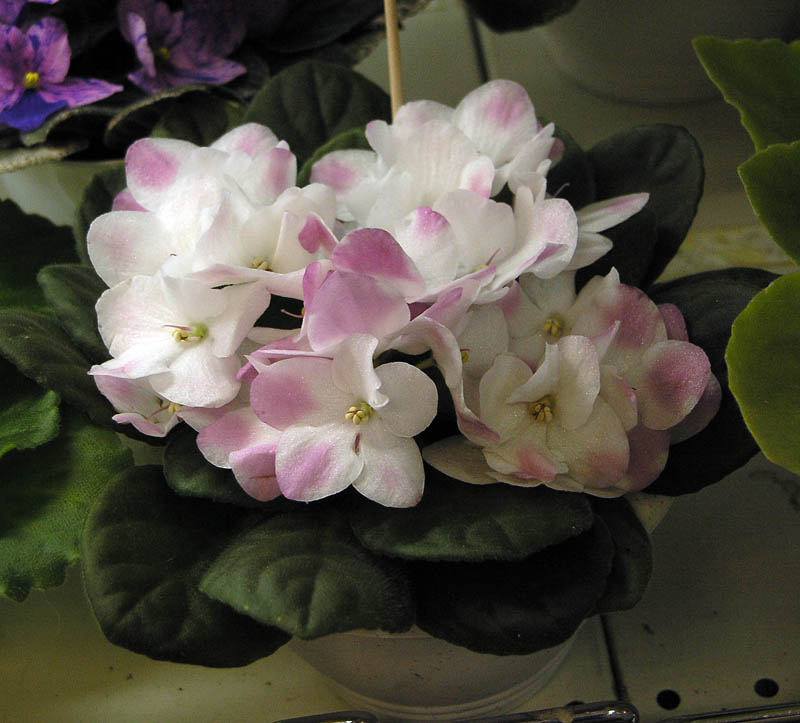Rhapsodie Rosalie