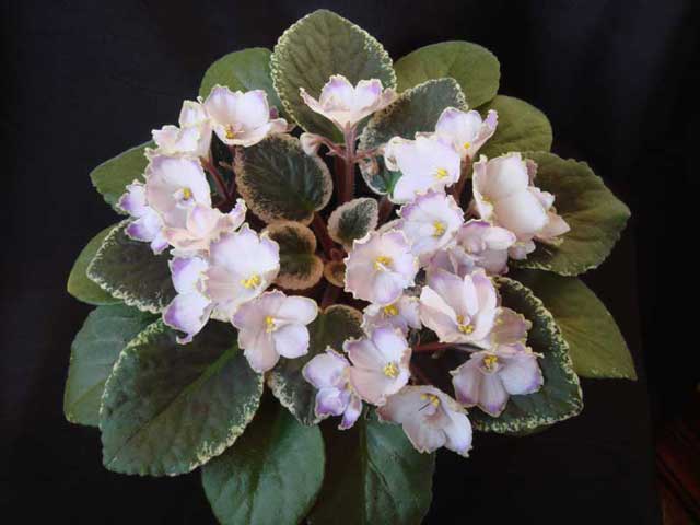 Buckeye-Sorcerer+.jpg