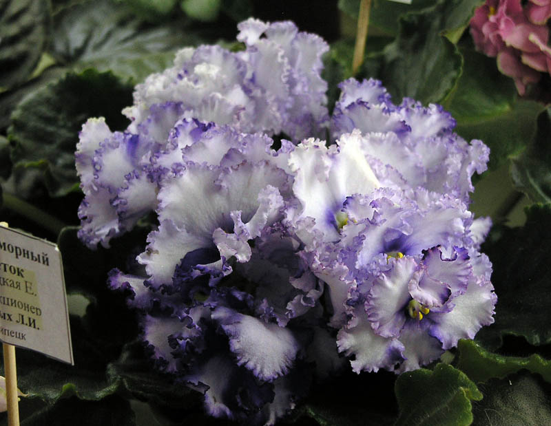 Crystal Plum