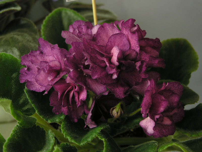 Marie Lorraine