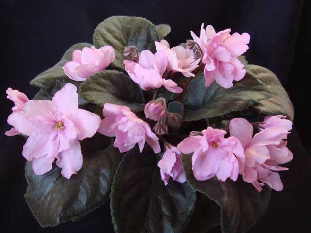 Pink-Tulip+.jpg