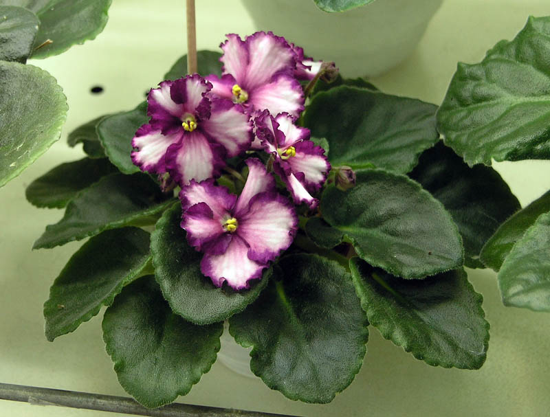 Ultra Violet Saturn