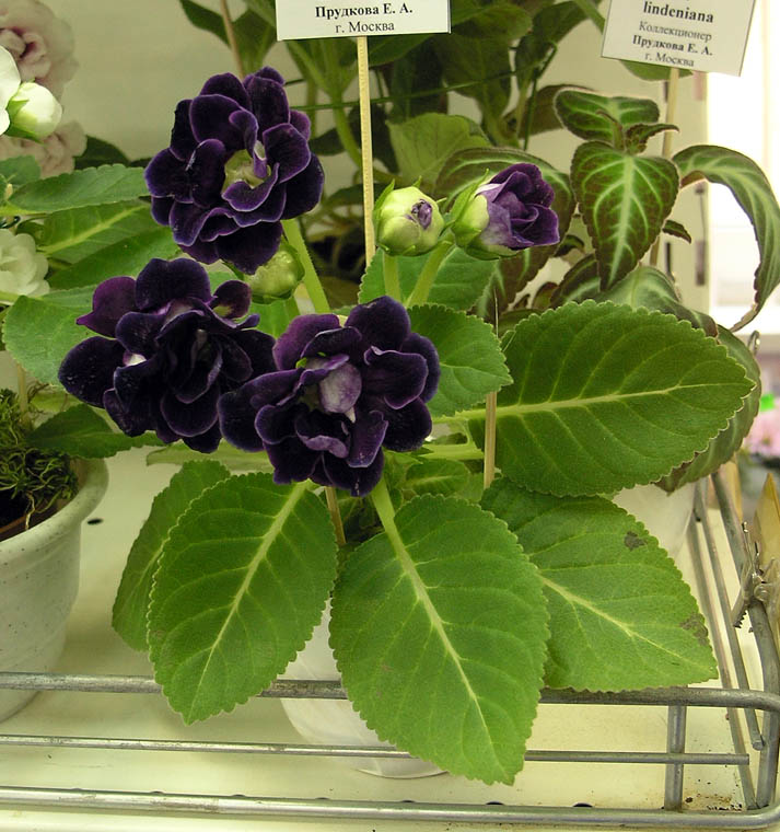 Silvana Violet