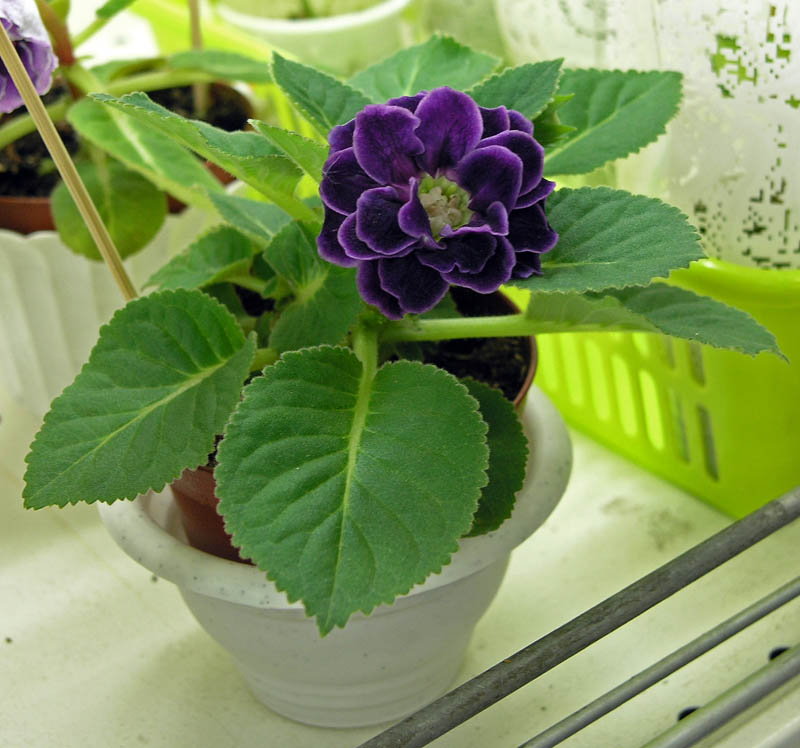 Silvana Violet