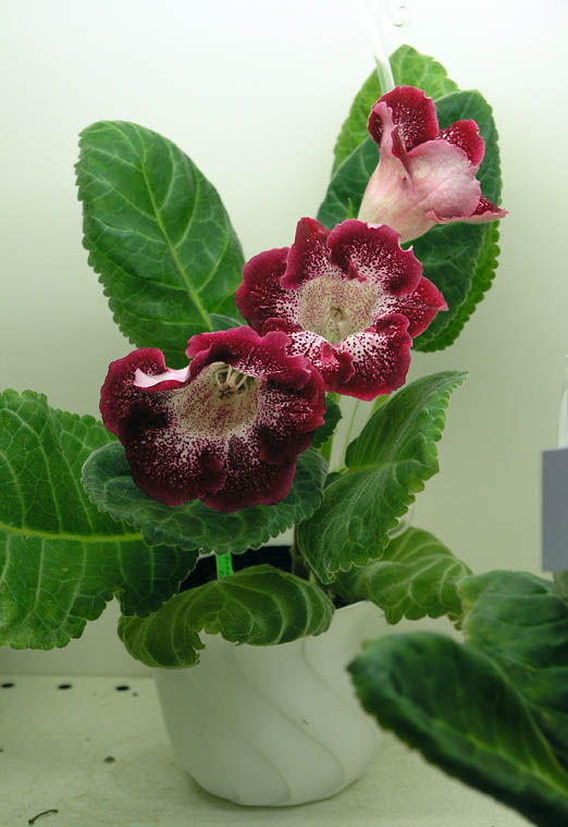 Tigrina Red из коллекции Дома Фиалки