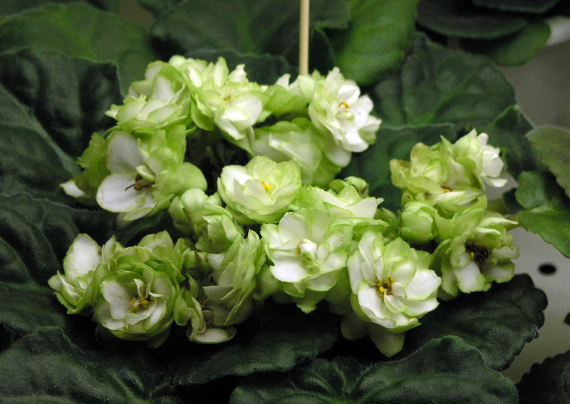 ЛЕ-Купава,