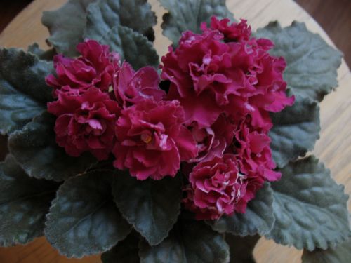 Ness`Antique Red !!.jpg