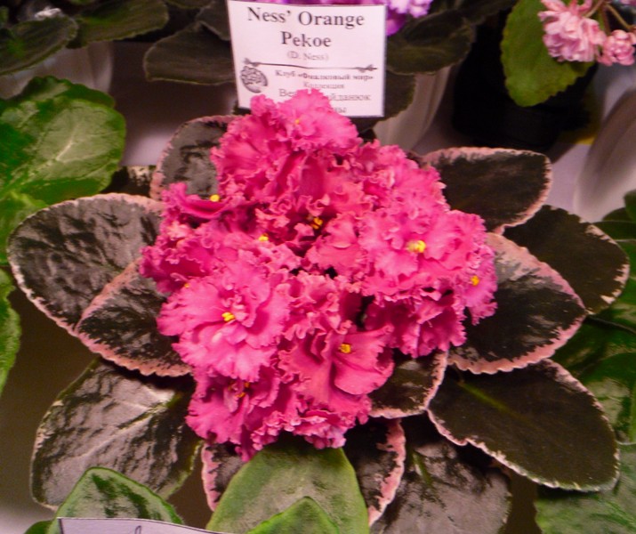 SAM_7210.JPG