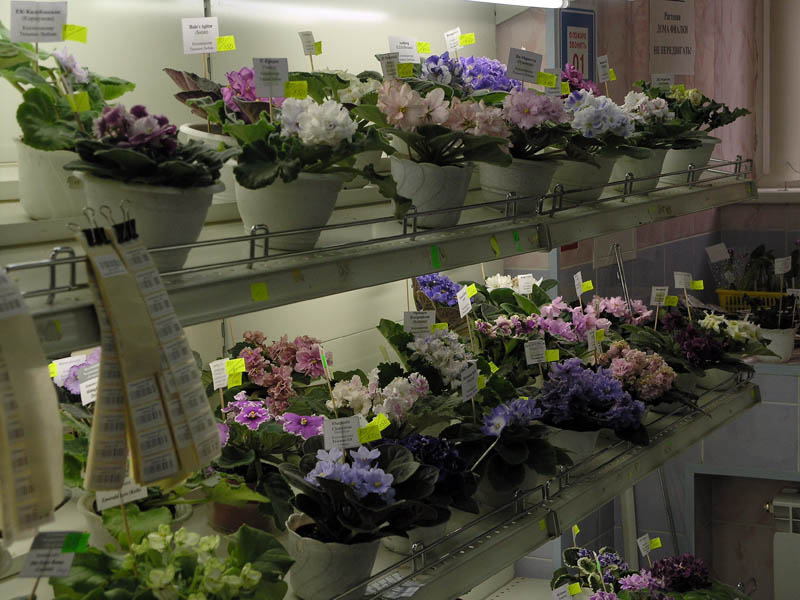 P5277943.JPG