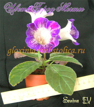 Цвет-Город-Мечты-333pi.jpg