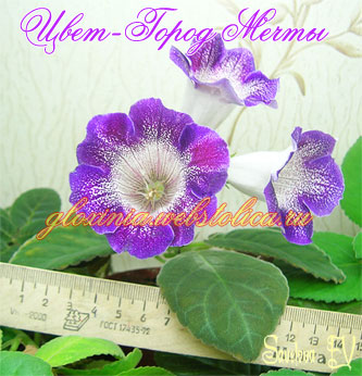 Цвет-Город-Мечты+-333pi.jpg