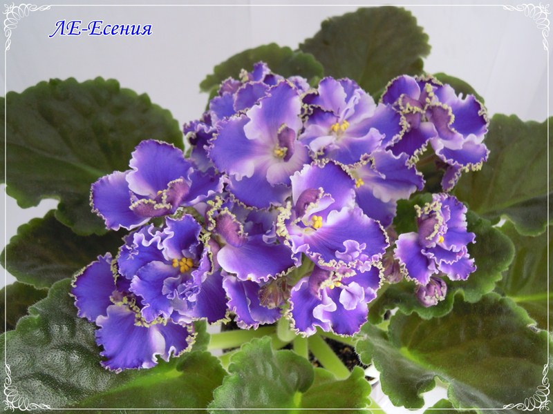 DSCN2810.JPG