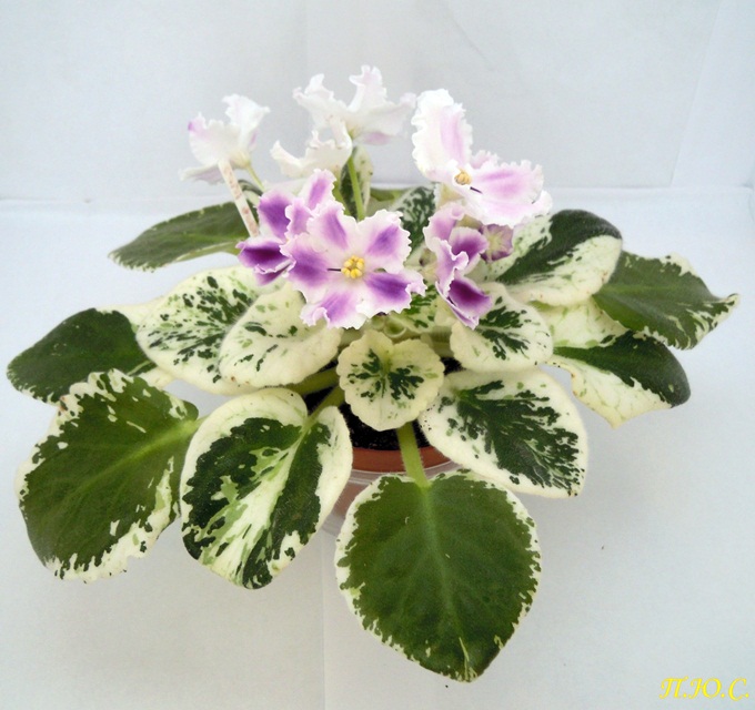 DSCN2860.JPG